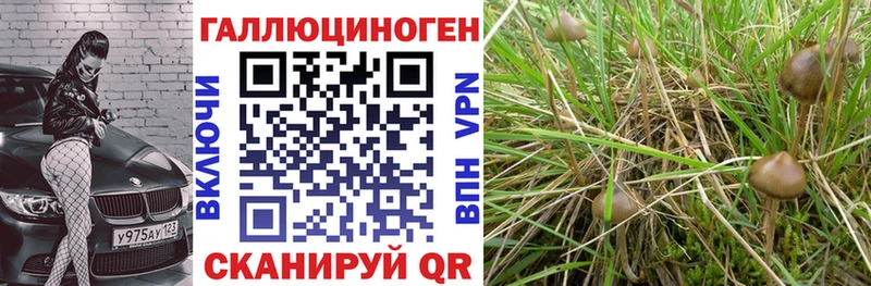 Псилоцибиновые грибы Psilocybine cubensis  нарко площадка официальный сайт  Сураж  купить   ОМГ ОМГ сайт 